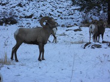 Bighorn sheep hunting in Montana. 